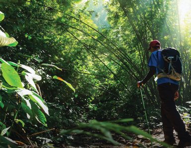 walking-the-rainforest