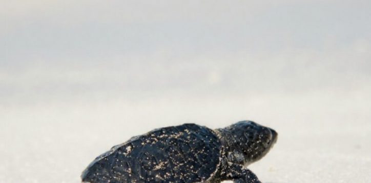 pullman-phuket-arcadia-naithon-beach-phuket-sea-turtle-cover-052026