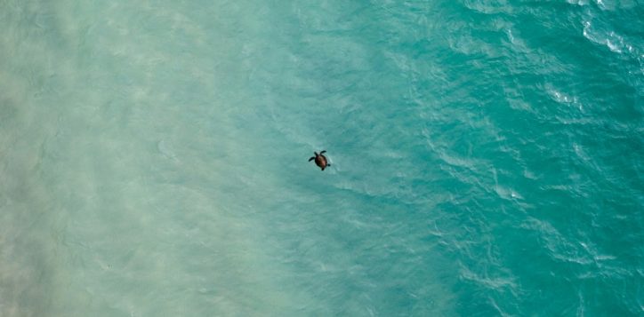 the-return-of-sea-turtles-to-naithon-beach-phuket
