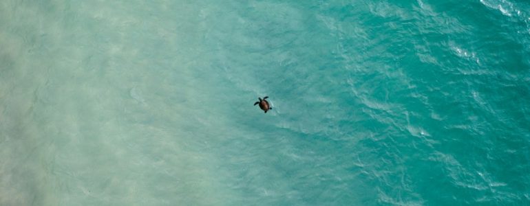 the-return-of-sea-turtles-to-naithon-beach-phuket
