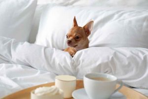 Recommend activities shopping, cafe hop, food tour, etchat pets are welcome