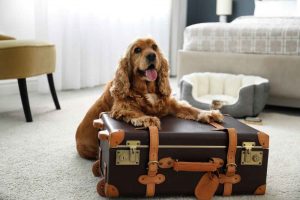 pet-friendly hotels provide specialized facilities for pets