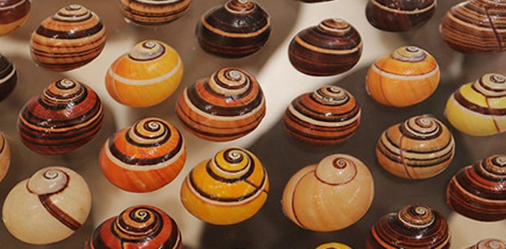 bangkok-seashell-museum