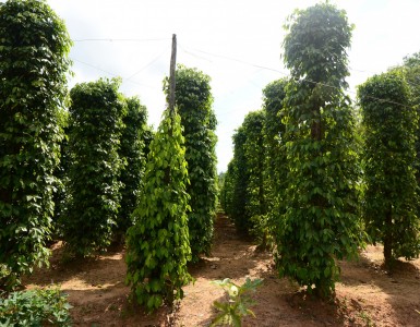 pepper-plantations