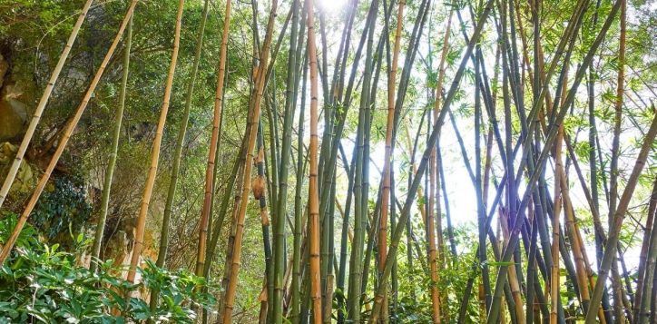 bao-tang-tre-truc-da-nang-museum