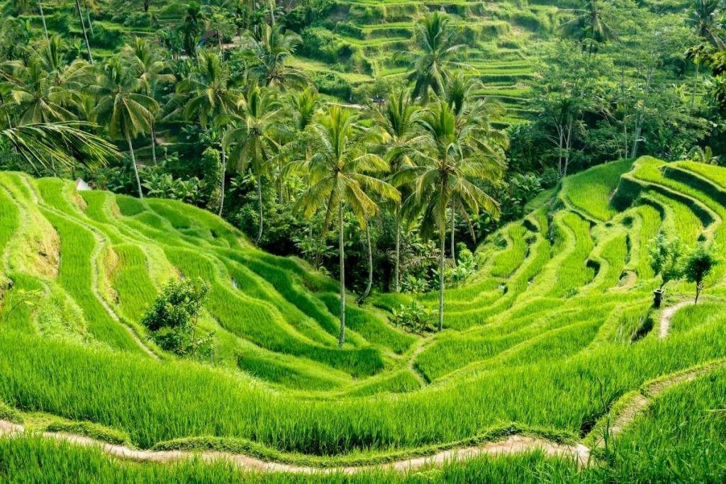 The Tegallalang rice terraces in Bali