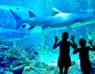 sydney-sea-life-aquarium