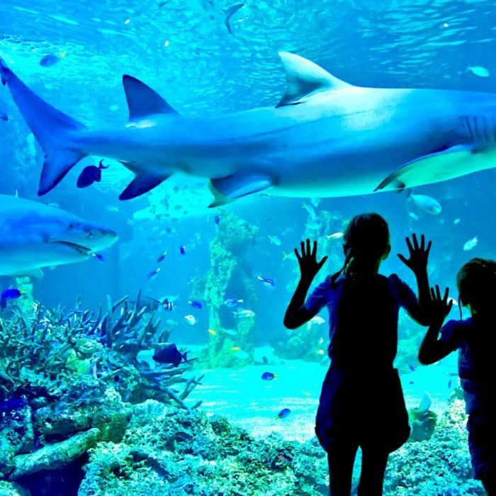 sydney-sea-life-aquarium