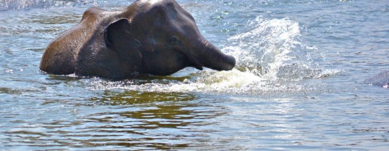 shower-with-elephants-at-tri-tang-beach