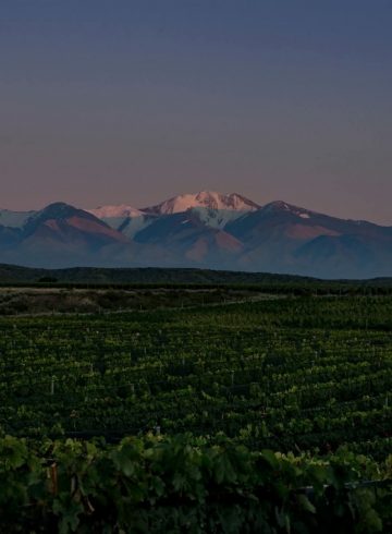 wine-affair-susana-balbo