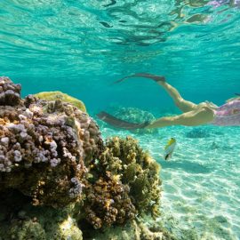 Snorkeling Sofitel Moorea 
