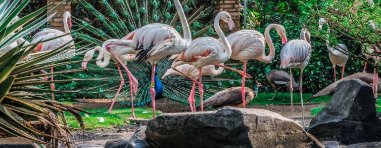 saigon-zoo-and-botanical-gardens-complete-visitors-guide