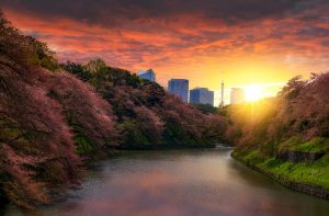 Cherry Blossom Trees at Sunset