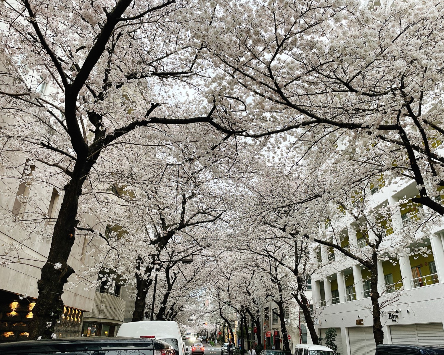 Yaesu Sakura Dori cherry blossoms