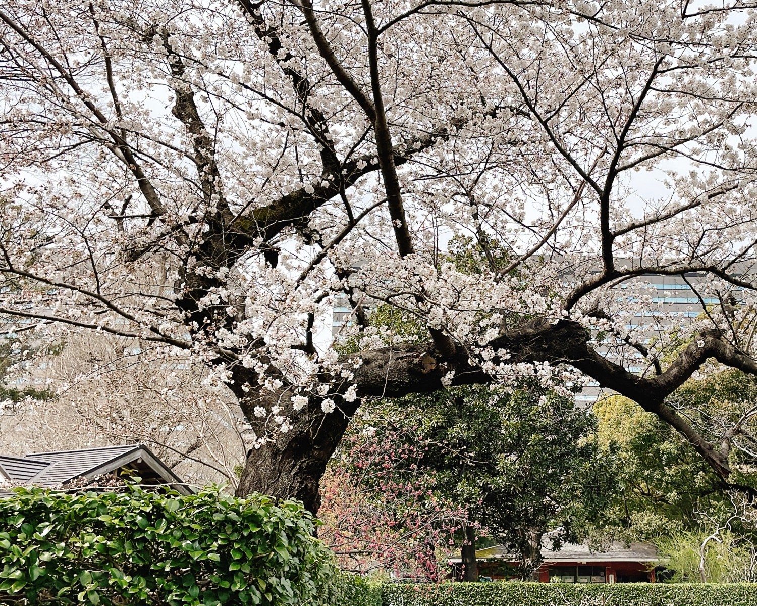 Hibiya Garden cherry blossoms